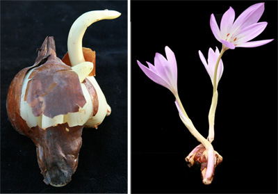 The large, bulb-like corm of Colchicum speciosum (L). Bulbs often will produce flowers without even being planted.