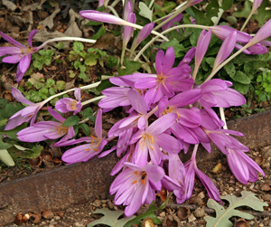 Colchicums naturalize well.