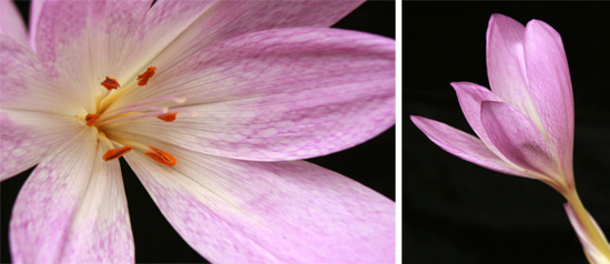 The goblet-shaped flower of Colchicum speciosum (R) has six stamens (L).