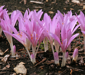 autumn crocus colchicine