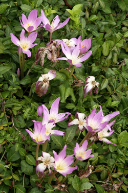 There are many cultivars of Colchicum.