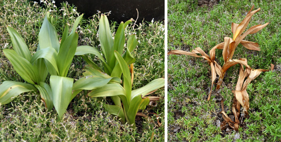 The broad leaves appear in spring (L) and die back in summer (R).