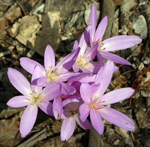 Autumn crocus flowers.