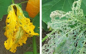 Feeding by the adult beetles damages flowers (L) and foliage (R).