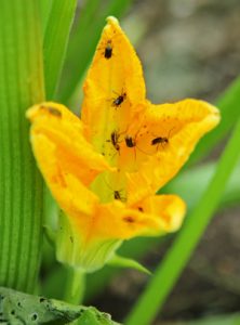 Cucumber beetles on a squash flower.