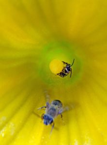 Covers need to be removed from plants before bloom to allow pollinators like these bees in a squash blossom access to the flowers.