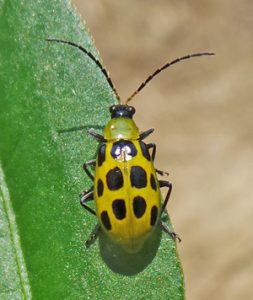 Spotted cucumber beetle adult.