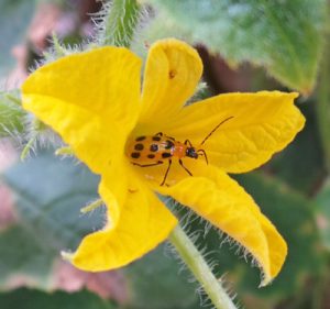 Spotted cucumber beetle in a cucumber flower.