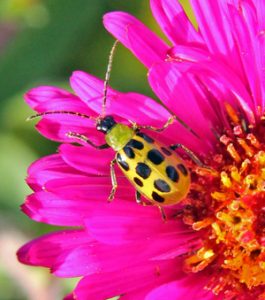 The spotted cucumber beetle feeds on a wide range of plants.