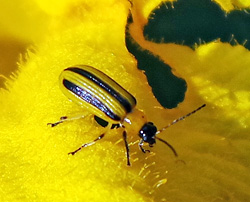 Adult striped cucumber beetles feed almost exclusively on cucurbits.