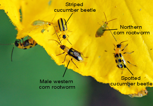 Cucumber Beetles – Wisconsin Horticulture