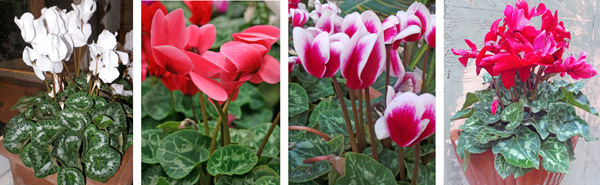 Flower color ranges from pure white (L) through all shades of pink (LC) and and red (R), as well as bicolors (RC).