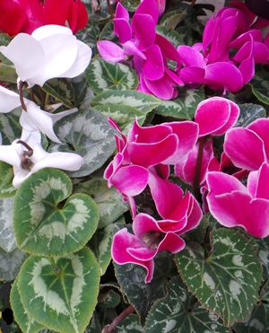 Cyclamen need high humidity and moist soil when flowering.