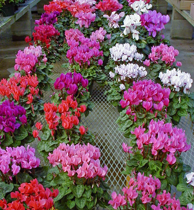 Cyclamen is usually sold during the winter when in bloom.