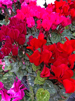 Blooming cyclamen.