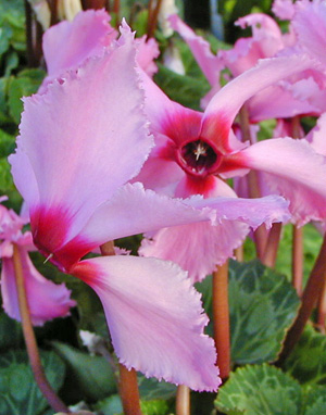 Cyclamen flowers.