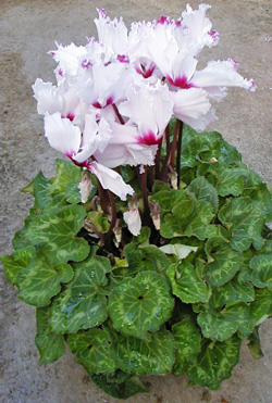 Cyclamen do best with cool temperatures and bright indirect light.