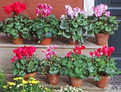 Cyclamen is a colorful florist plant.