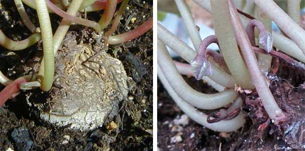 Flowers and leaves grow from the tuber. 