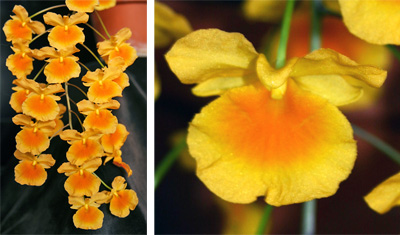 Flower spikes produce multiple flowers (L), 1 wide flowers with a flat face (R).