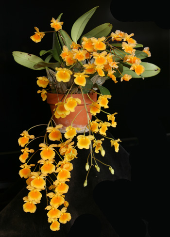 The minature orchid Dendrobium lindleyi has spectacular pendant blooms.