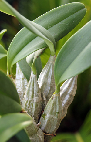 Dendrobium lindleyi has thick pseudobulbs, each with a single leaf.