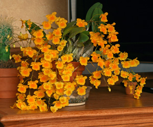 A large plant covered with blooms.