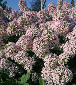Daphnes bloom in spring with a profusion of small pink to whie flowers.