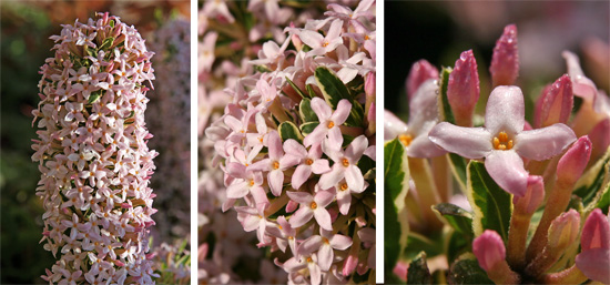 Masses of star-shaped flowers are produced in abundance.