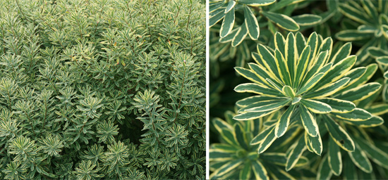 The variegated leaves are edged in gold to creamy white.