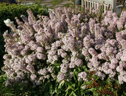 A six-year old Carol Mackie daphne in bloom.