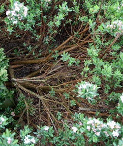 The Burkwood daphnes are susceptible to splitting under heavy snow loads.