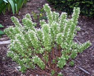 A young specimen plant.