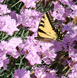 The fragrant flowers are attractive to butterflies.