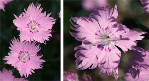 One inch, fringed pink flowers cover the plants in spring.