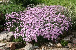 Dianthus 'Bath's Pink'