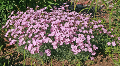 'Bath's Pink' is a good addtions to borders and rock gardens.