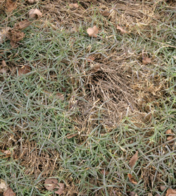 The gray-green leaves in spring.