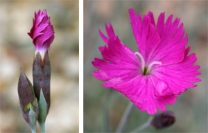 Dianthus 'Firewich' has bright magenta flowers.