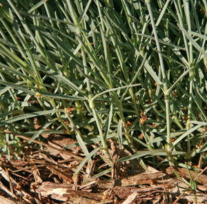 The blue-green foliage is evergreen.