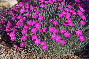 Dianthus 'Firewitch'.