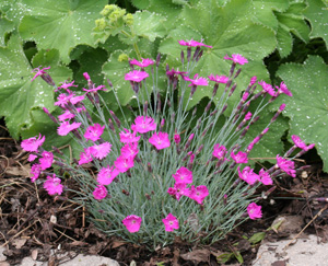 Dianthus 'Firewich' is a great plant for the front of the border.