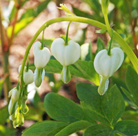 Flowers of Dicentra spectabilis Alba.