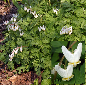 Dicentra cucullaria, with flower closeup (inset).