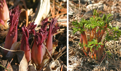 D. spectabilis emerges in early spring with red stems. 