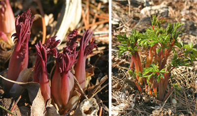 Bleeding Heart, Dicentra spectabilis – Wisconsin Horticulture