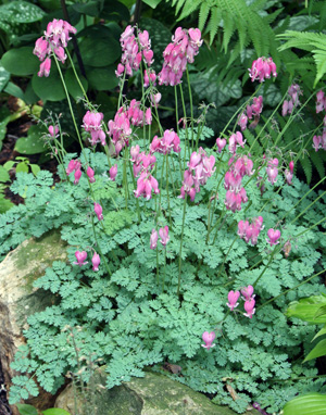 Dicentra spectabilis Bleeding Heart – PlantsInTheCity