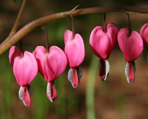 Bleeding heart flowers.