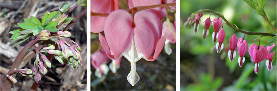 Flower buds (L); individual flower showing reflexed outer pink petals and white inner petals (C); and raceme with open flowers (R).