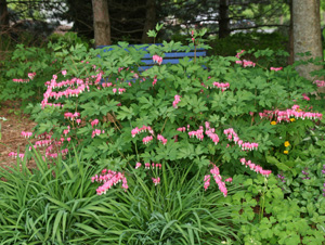 Bleeding Heart, Dicentra spectabilis Wisconsin